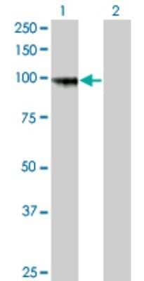 Western Blot: Protocadherin gamma A8 Antibody (1C11) [H00009708-M01]