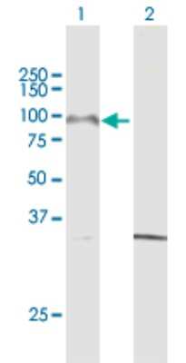 Western Blot: Protocadherin gamma A8 Antibody [H00009708-B01P]