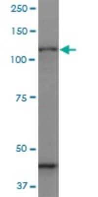 Western Blot: Protocadherin gamma C3 Antibody (1C4) [H00005098-M07]