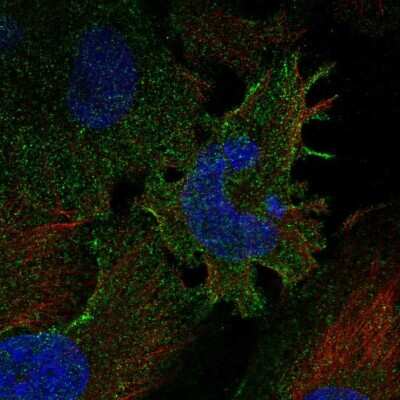 Immunocytochemistry/ Immunofluorescence: Protocadherin gamma C3 Antibody [NBP2-57770]