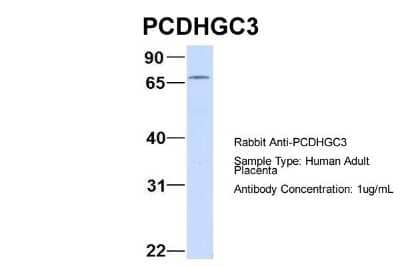 Western Blot: Protocadherin gamma C3 Antibody [NBP1-59239]