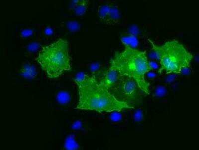 Immunocytochemistry/ Immunofluorescence: Protogenin Antibody (OTI2B3) [NBP2-02745]