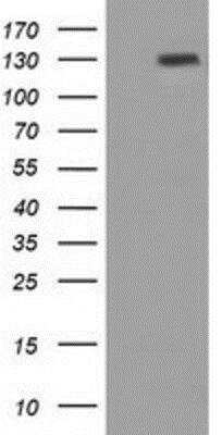 Western Blot: Protogenin Antibody (OTI2B3) [NBP2-02745]