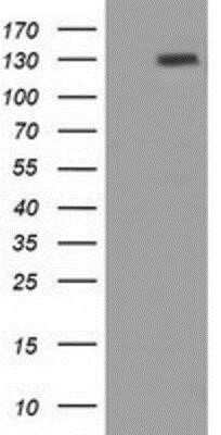 Western Blot: Protogenin Antibody (OTI2B3)Azide and BSA Free [NBP2-73674]