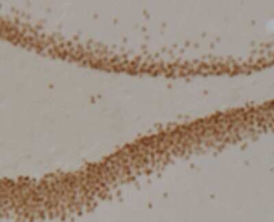 Immunohistochemistry: Prox1 Antibody (5G10) - Azide and BSA Free [NBP2-80920]