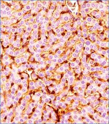 Immunohistochemistry: Prox1 Antibody (5G10) - Azide and BSA Free [NBP2-80920]