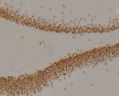 Immunohistochemistry: Prox1 Antibody (5G10) - BSA Free [NBP1-30045]