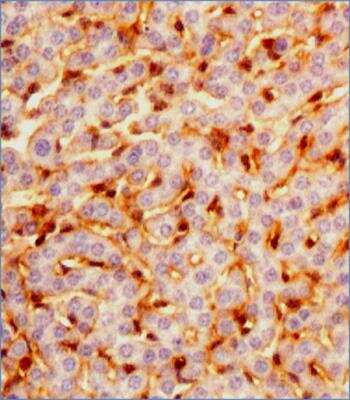 Immunohistochemistry-Paraffin: Prox1 Antibody (5G10) - BSA Free [NBP1-30045]