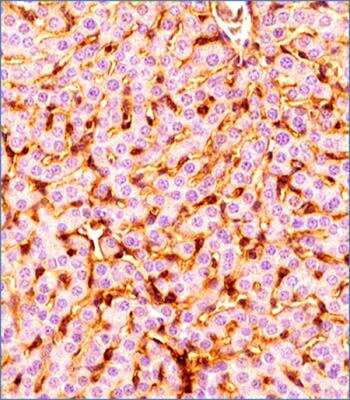 Immunohistochemistry-Paraffin: Prox1 Antibody (5G10) - BSA Free [NBP1-30045]