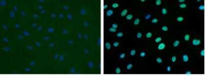 Immunocytochemistry/ Immunofluorescence: Prox1 Antibody [NBP1-18606]