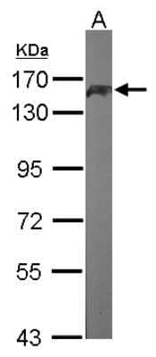 Western Blot: PUM1 Antibody [NBP2-20011]