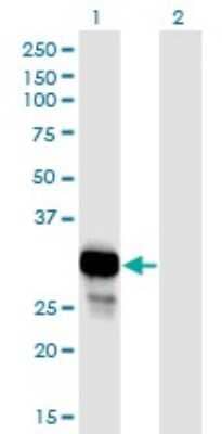 Western Blot: Purine Nucleoside Phosphorylase/PNP Antibody (6E5) [H00004860-M01]