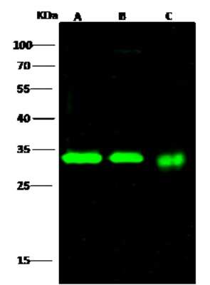 Western Blot: Purine Nucleoside Phosphorylase/PNP Antibody [NBP2-99935]