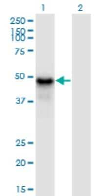 Western Blot: Pygopus-1 Antibody (3E1) [H00026108-M13]