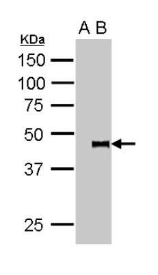 Immunoprecipitation: Pygopus-2 Antibody [NBP2-20019]