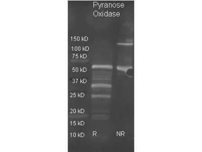 Western Blot: Pyranose Oxidase Antibody [NBP2-44064]