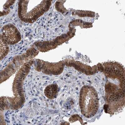 Immunohistochemistry-Paraffin: Pyridoxal Kinase/PDXK Antibody [NBP1-88283]