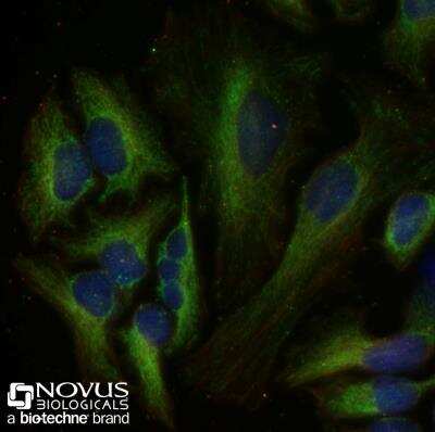 Immunocytochemistry/ Immunofluorescence: Pyruvate Carboxylase Antibody - BSA Free [NBP1-49536]