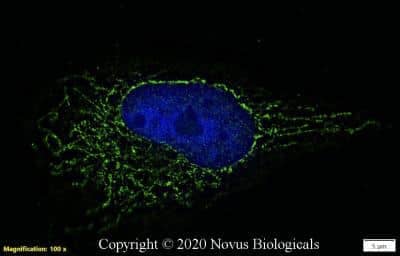 Immunocytochemistry/ Immunofluorescence: Pyruvate Carboxylase Antibody - BSA Free [NBP1-49536]