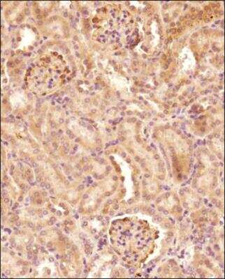 Immunohistochemistry-Paraffin: Pyruvate Carboxylase Antibody - BSA Free [NBP1-49536]