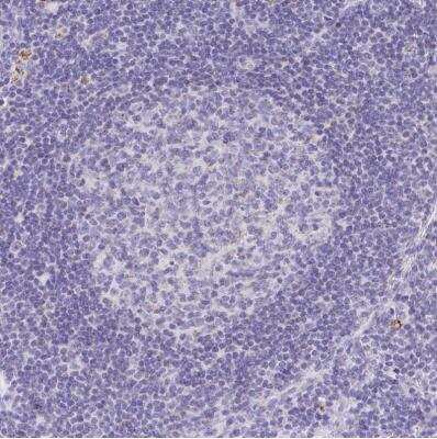 Immunohistochemistry-Paraffin: Pyruvate Carboxylase Antibody [NBP2-33407]