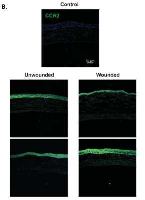 Western Blot: Pyruvate Carboxylase AntibodyBSA Free [NBP1-49536]