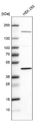 Western Blot: Pyruvate Dehydrogenase E1-alpha subunit Antibody [NBP2-33922]