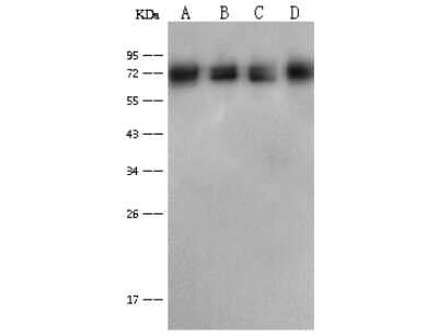 Western Blot: Pyruvate Dehydrogenase E2 Antibody [NBP2-99340]