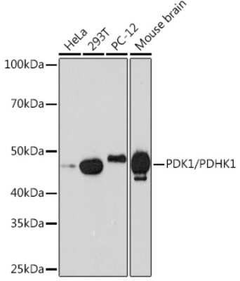 Western Blot: Pyruvate Dehydrogenase Kinase 1/PDK1 Antibody (5T6S8) [NBP3-16720]