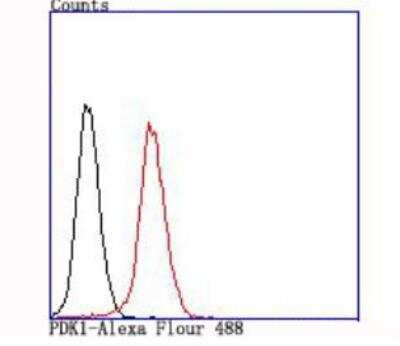 Flow Cytometry: Pyruvate Dehydrogenase Kinase 1/PDK1 Antibody (JA67-30) [NBP2-67032]