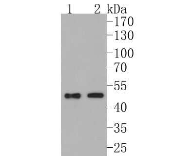 Western Blot: Pyruvate Dehydrogenase Kinase 1/PDK1 Antibody (JA67-30) [NBP2-67032]