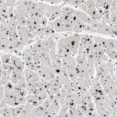Immunohistochemistry-Paraffin: Pyruvate Dehydrogenase Phosphatase/PDP1/PPM2C Antibody [NBP1-87309]
