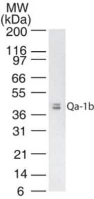 Western Blot: QA1b Antibody (6A8.6F10.1A6)BSA Free [NBP2-26649]