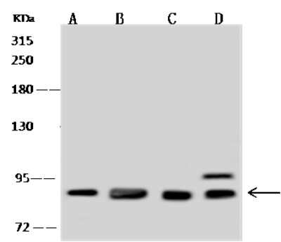 Western Blot: QARS Antibody [NBP2-98572]