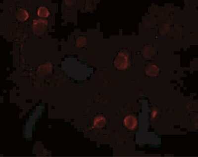 Immunocytochemistry/ Immunofluorescence: QBRICK/FREM1 Antibody - BSA Free [NBP1-77180]