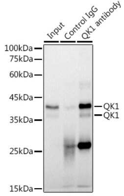 Immunoprecipitation: QKI/Quaking Antibody (1D1N6) [NBP3-15255]