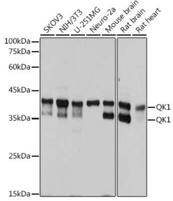 Western Blot: QKI/Quaking Antibody (1D1N6) [NBP3-15255]