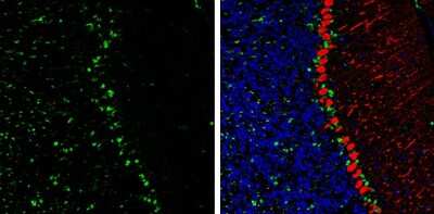 Immunohistochemistry-Frozen: QKI/Quaking Antibody (GT1589) [NBP3-13575]