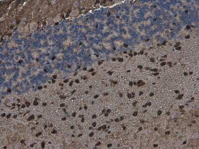 Immunohistochemistry-Paraffin: QKI/Quaking Antibody (GT1589) [NBP3-13575]