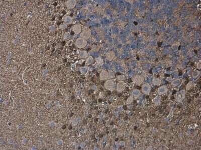 Immunohistochemistry-Paraffin: QKI/Quaking Antibody (GT1589) [NBP3-13575]