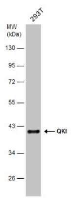 Western Blot: QKI/Quaking Antibody (GT1589) [NBP3-13575]