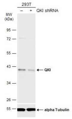 Western Blot: QKI/Quaking Antibody (GT1589) [NBP3-13575]