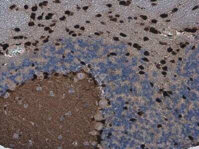 Immunohistochemistry-Paraffin: QKI/Quaking Antibody (GT228) [NBP3-13577]