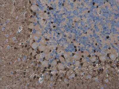 Immunohistochemistry-Paraffin: QKI/Quaking Antibody (GT228) [NBP3-13577]