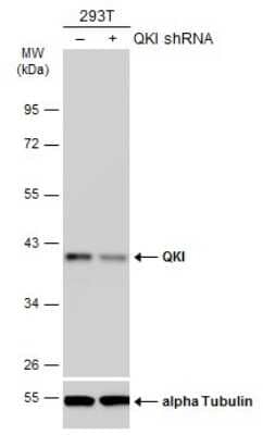 Western Blot: QKI/Quaking Antibody (GT228) [NBP3-13577]