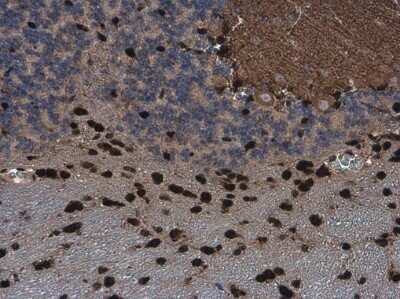 Immunohistochemistry-Paraffin: QKI/Quaking Antibody (GT2612) [NBP3-13576]