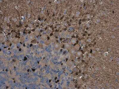 Immunohistochemistry-Paraffin: QKI/Quaking Antibody (GT2612) [NBP3-13576]