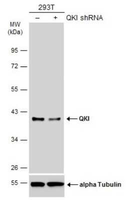 Western Blot: QKI/Quaking Antibody (GT2612) [NBP3-13576]