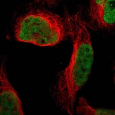 Immunocytochemistry/ Immunofluorescence: QKI/Quaking Antibody [NBP1-87178]