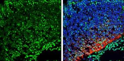 Immunohistochemistry-Frozen: QKI/Quaking Antibody [NBP2-20029]